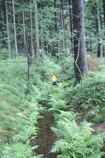 Der Harz, Fichtenwald, Farn