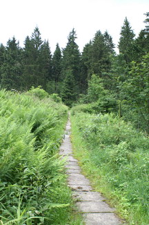 Harz, Weg, Wald, Pfad, Wandern